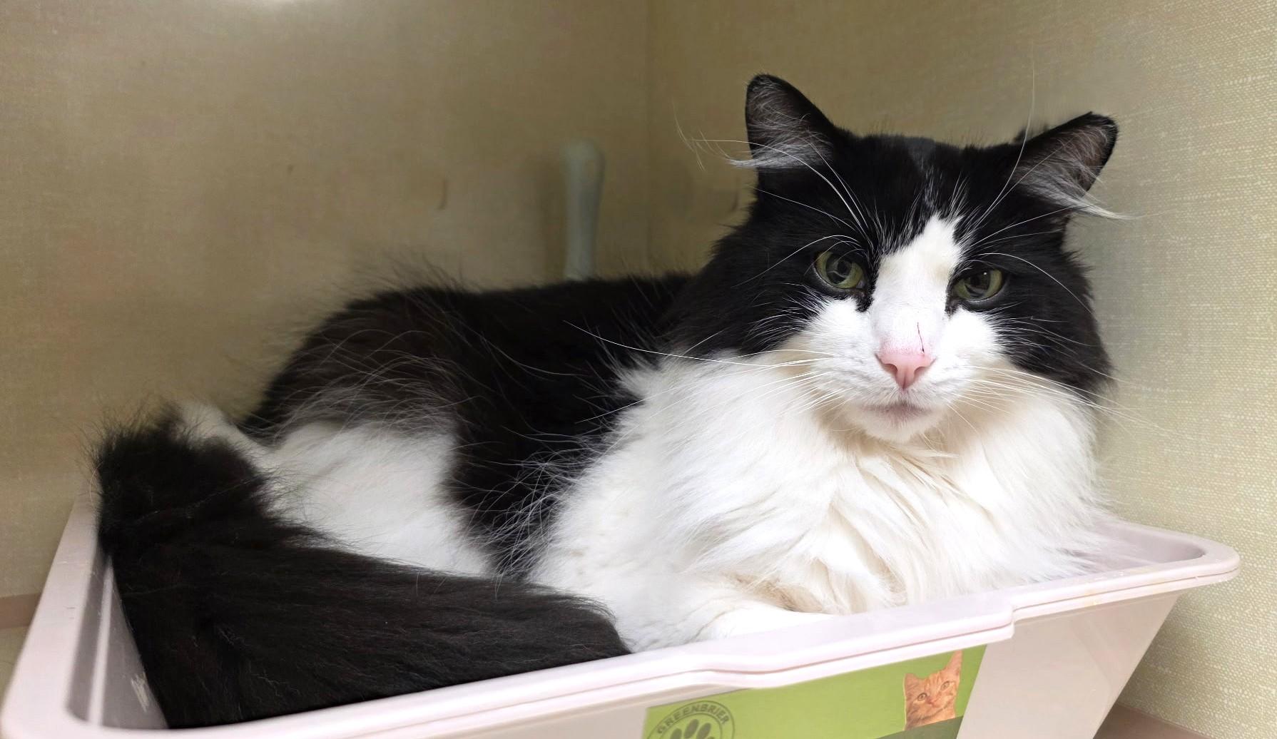 Enlarge Bandit, a ADOPTABLE Domestic Long Hair in Schaumburg, IL image 4/4