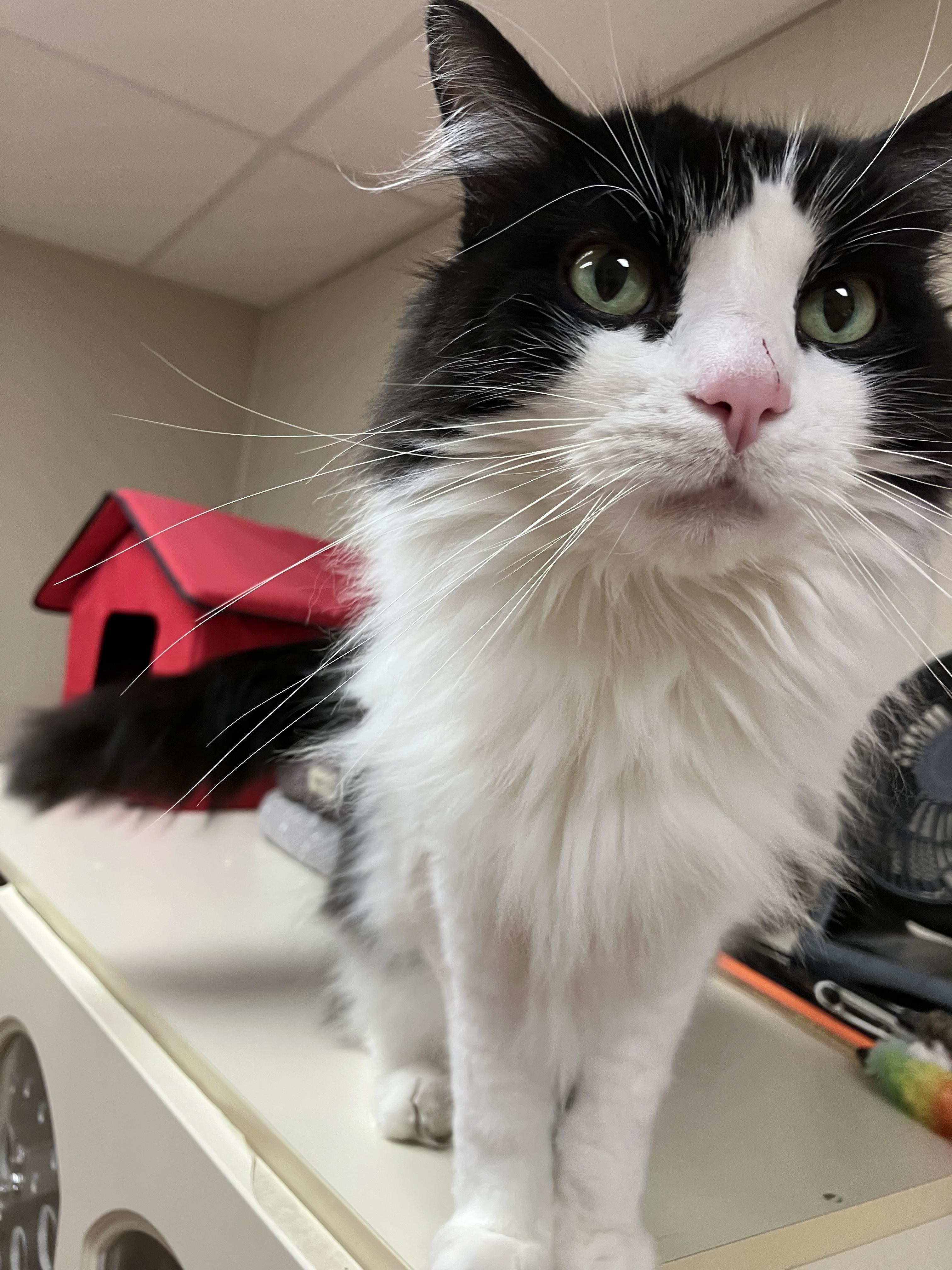 Enlarge Bandit, a ADOPTABLE Domestic Long Hair in Schaumburg, IL image 2/4