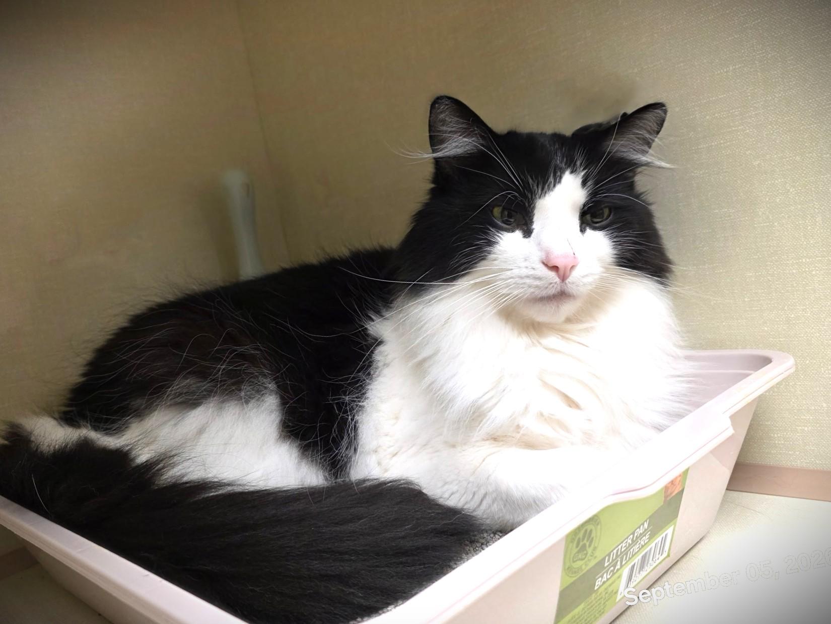 Bandit, ADOPTABLE, Adult Male Domestic Long Hair.