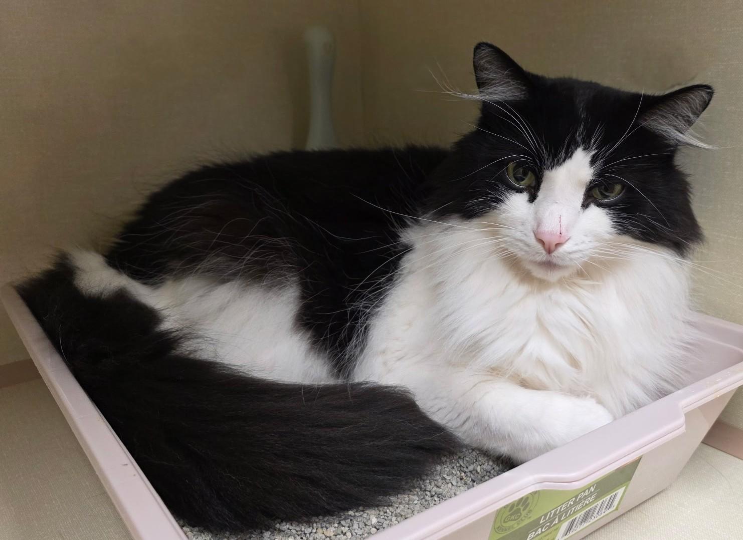 Enlarge Bandit, a ADOPTABLE Domestic Long Hair in Schaumburg, IL image 3/4