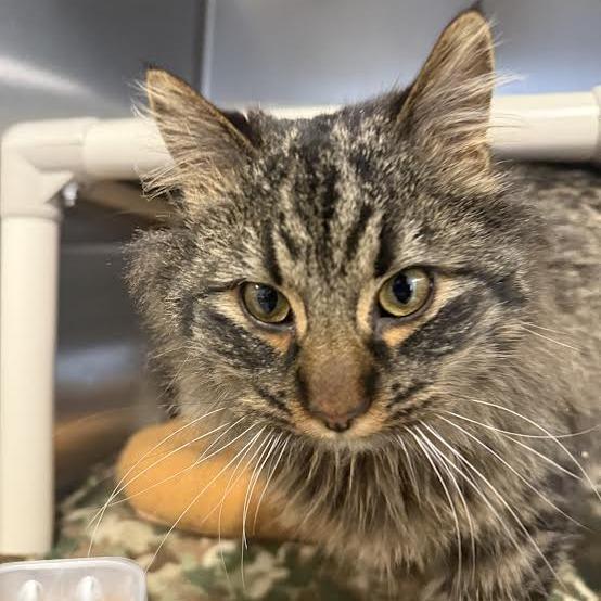 Grinch, Adoptable, Young Male Domestic Medium Hair.