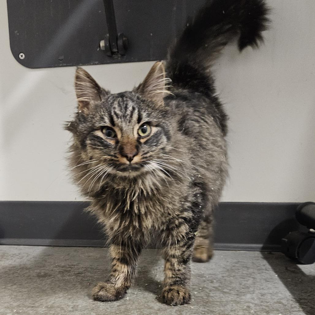 Enlarge Grinch, a Adoptable Domestic Medium Hair in Saint Cloud, MN image 2/3