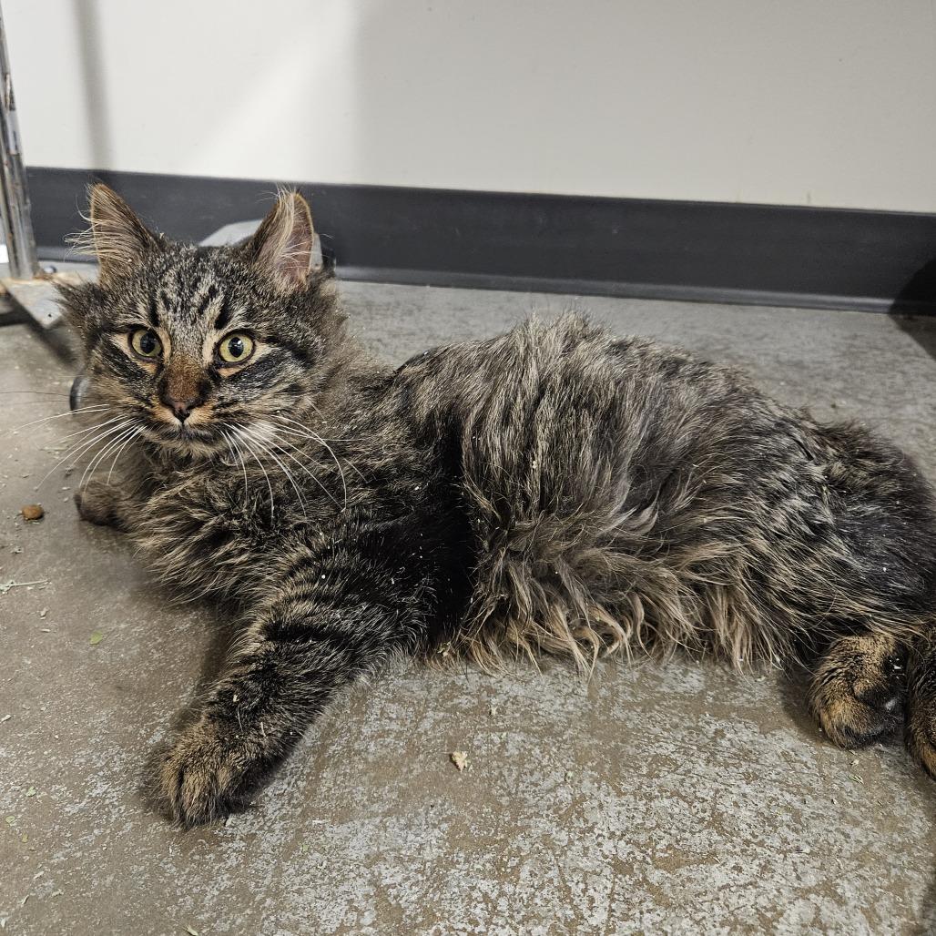 Enlarge Grinch, a Adoptable Domestic Medium Hair in Saint Cloud, MN image 3/3