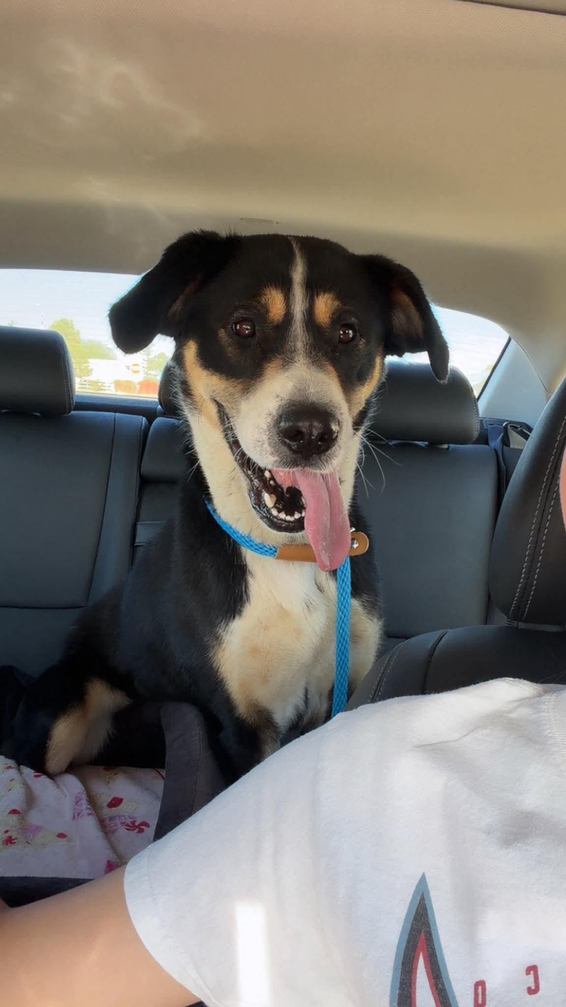 Gopher, Adoptable, Adult Male Border Collie.