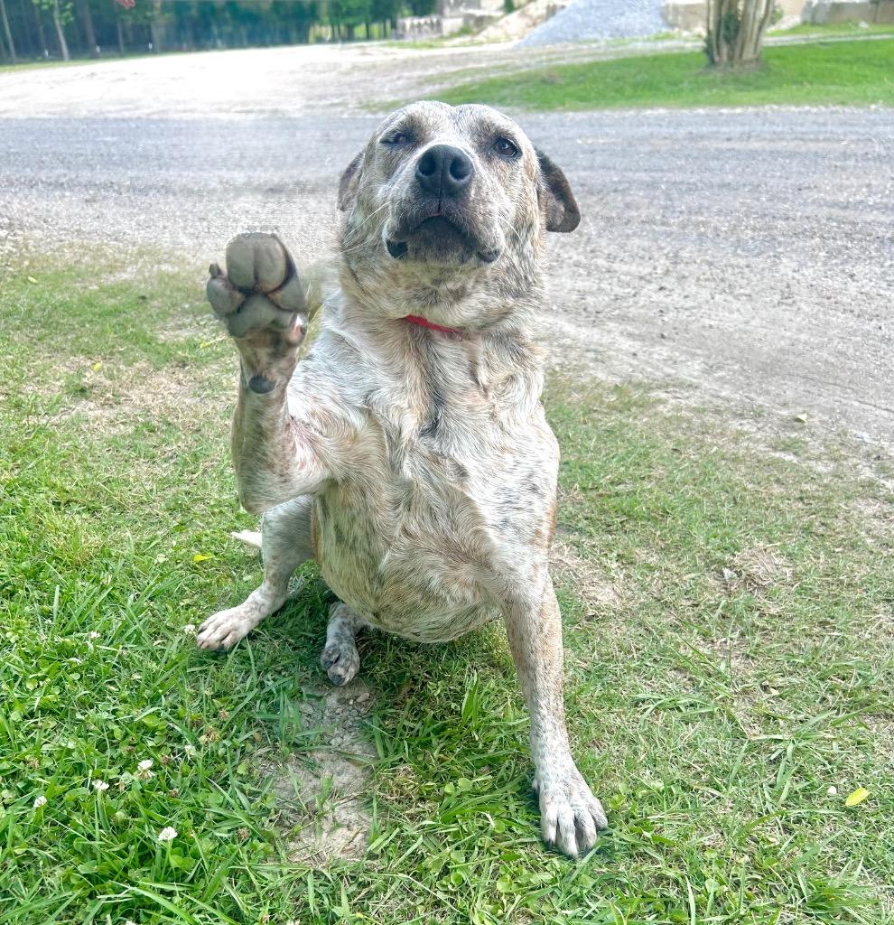 Regina(Honey), Adoptable, Senior Female Mixed Breed.