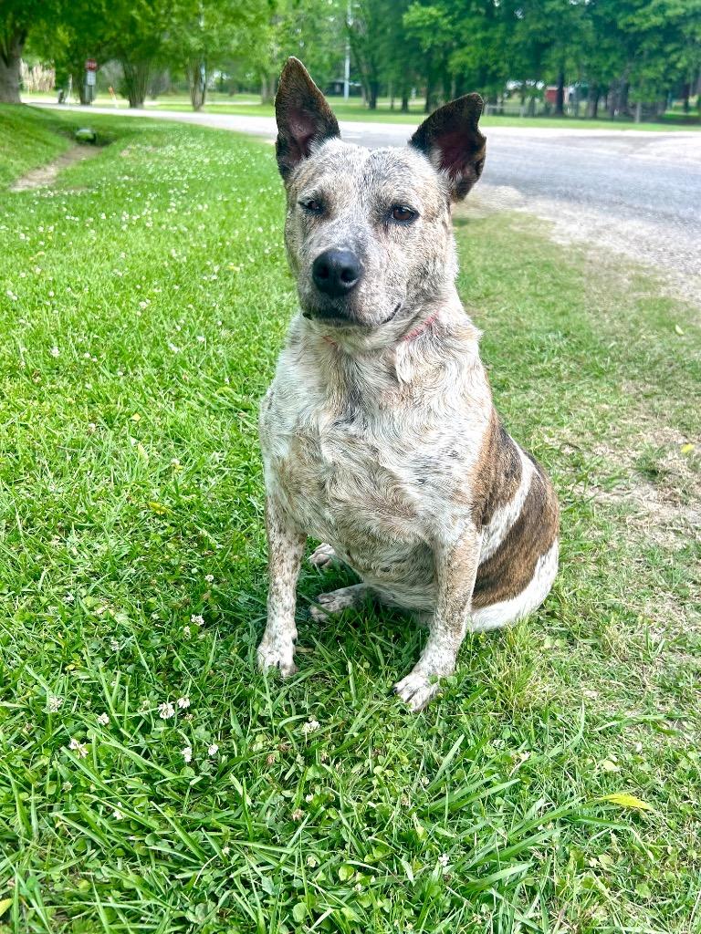 Regina(Honey), a Adoptable mixed breed in Denham Springs, LA image 2/3