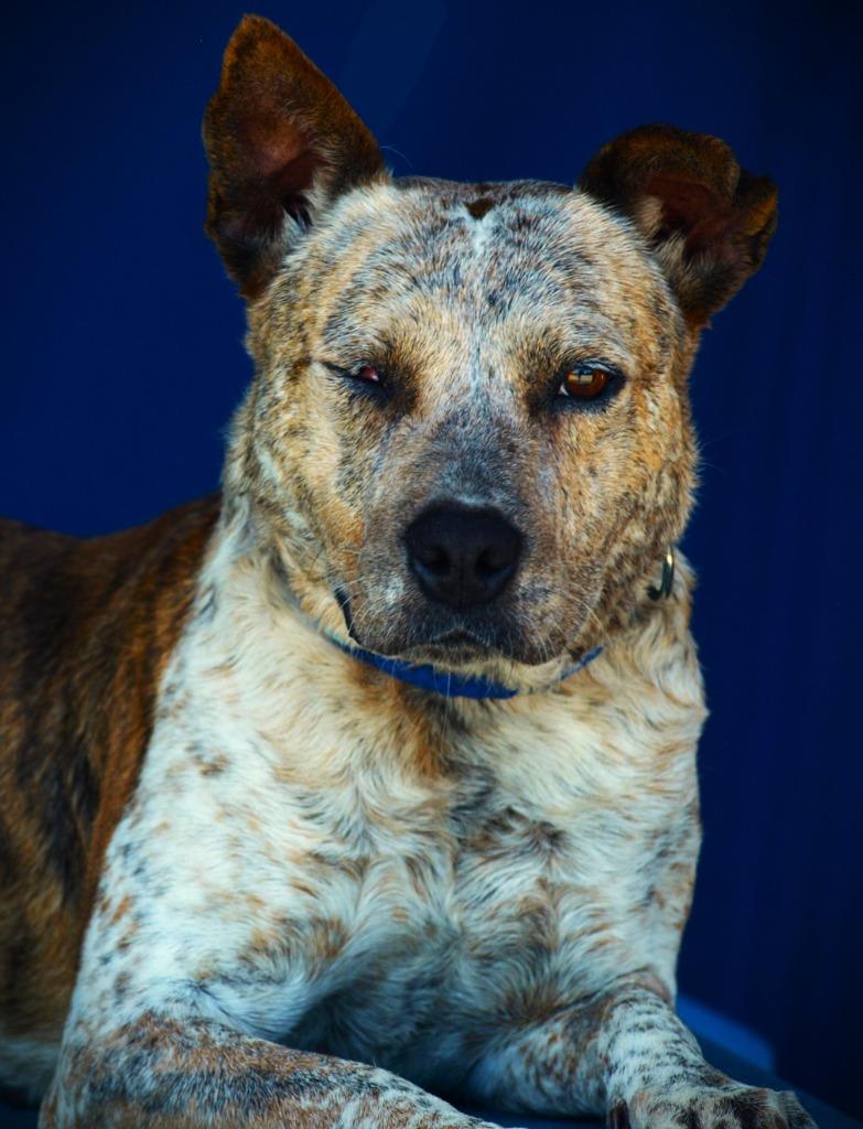 Regina(Honey), a Adoptable mixed breed in Denham Springs, LA image 3/3