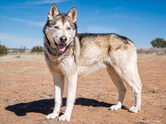 Enlarge SIKU, a Adoptable Mixed Breed in Santa Fe, NM image 1/1