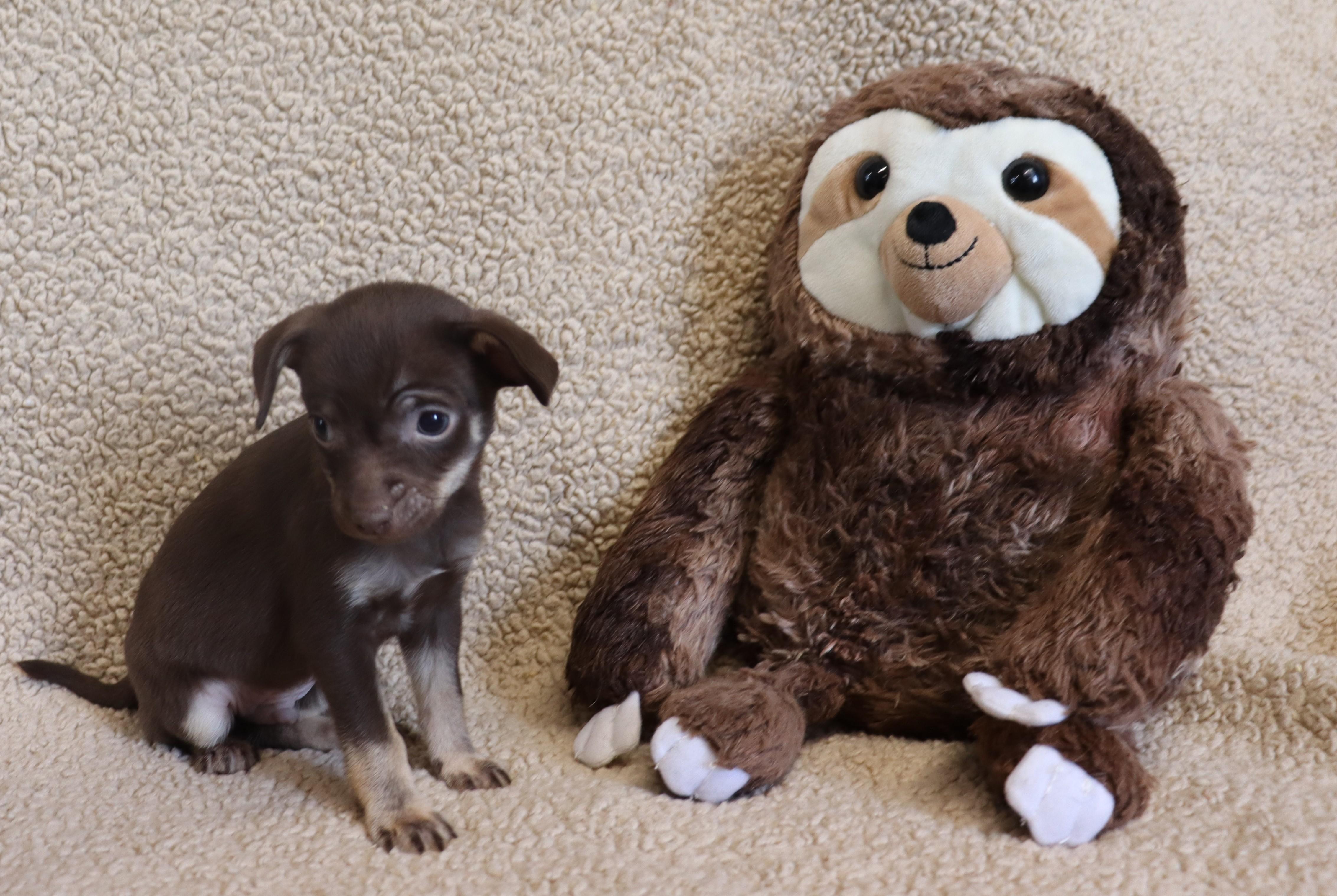 Enlarge Paul, a Adoptable Chihuahua in Suffern, NY image 2/6