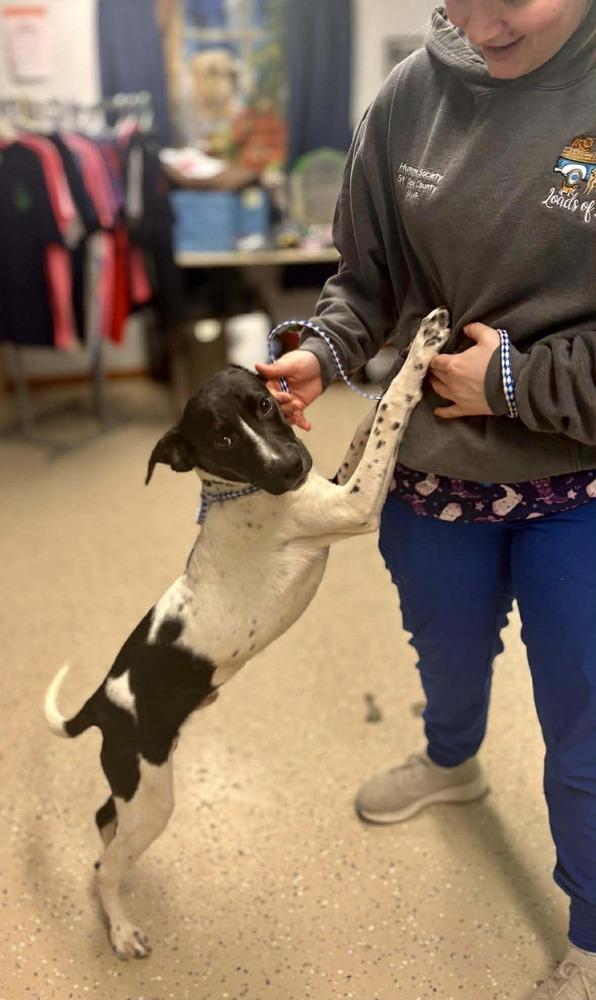 Enlarge Wilder, a Adopted mixed breed in New Baltimore, MI image 2/2