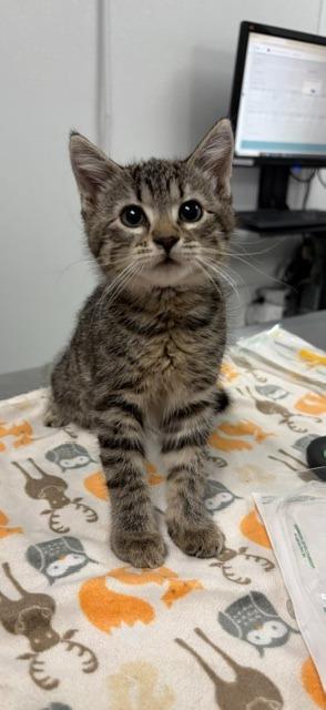 Doc Oc, Adoptable, Kitten Male Domestic Short Hair.
