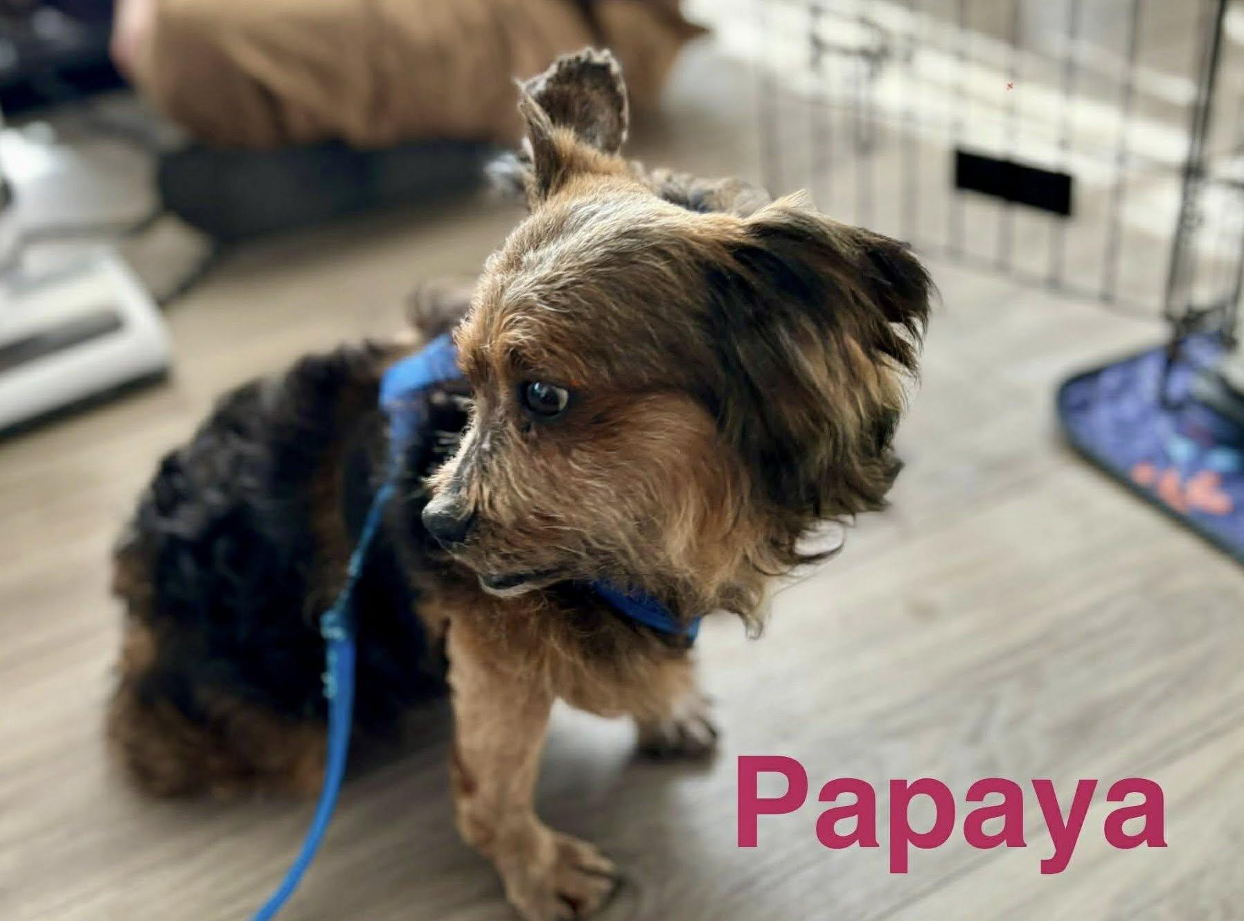 Papaya, ADOPTABLE, Adult Female Yorkshire Terrier.