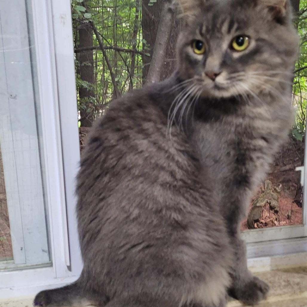 Ozzy, Adoptable, Adult Male Domestic Medium Hair.