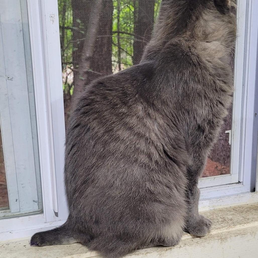 Enlarge Ozzy, a Adoptable Domestic Medium Hair in Traverse City, MI image 2/4