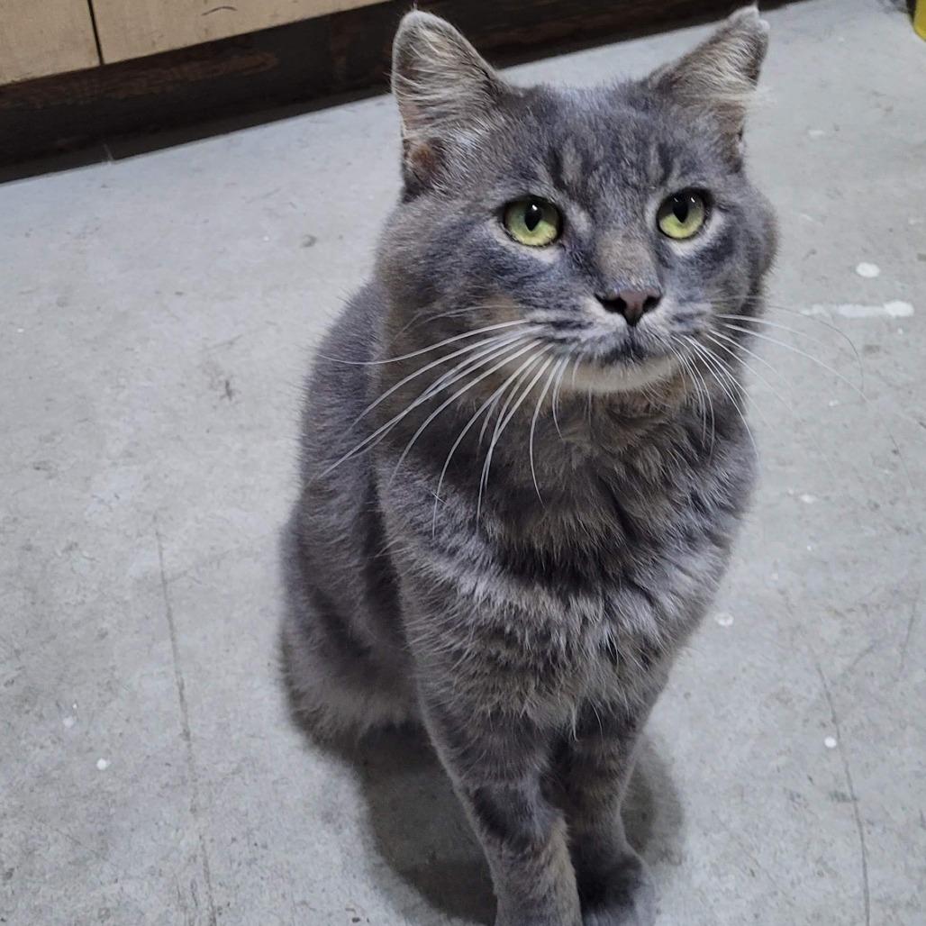 Enlarge Ozzy, a Adoptable Domestic Medium Hair in Traverse City, MI image 3/4