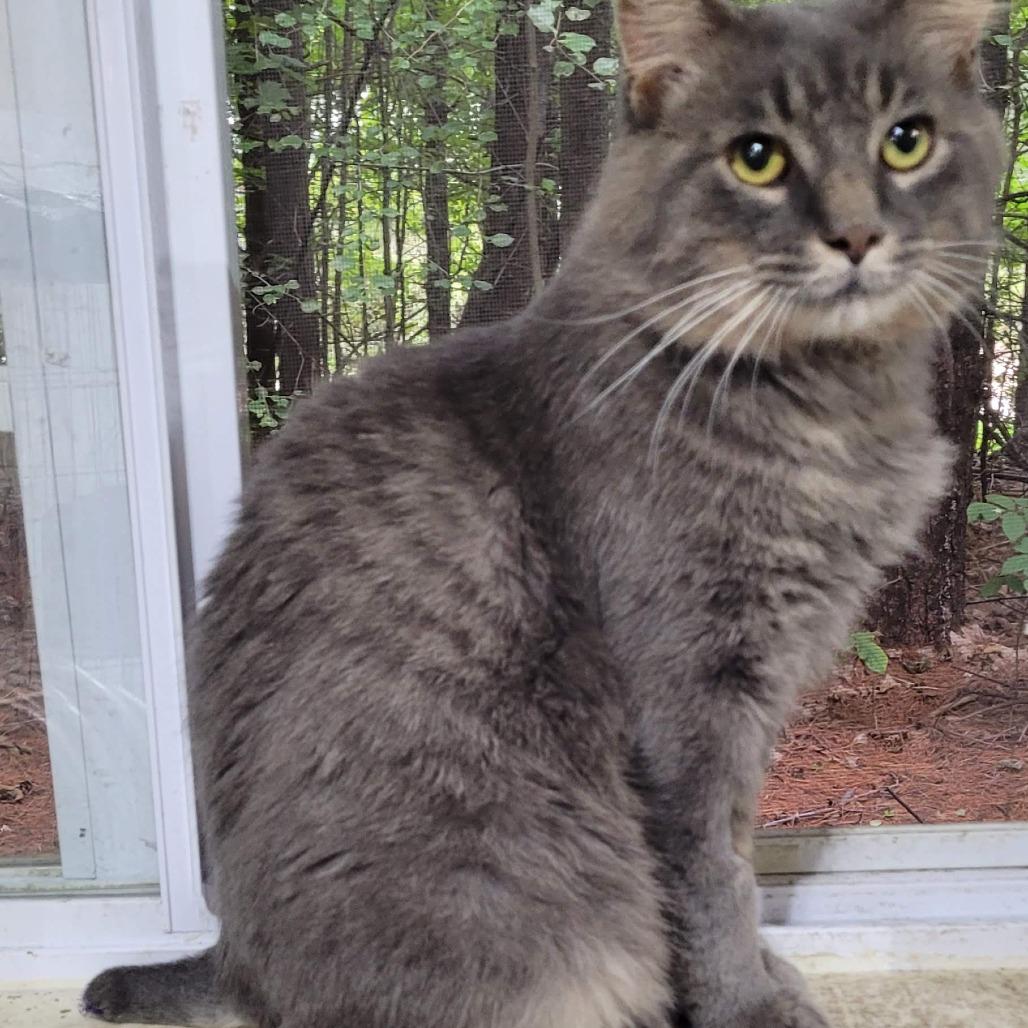 Enlarge Ozzy, a Adoptable Domestic Medium Hair in Traverse City, MI image 4/4