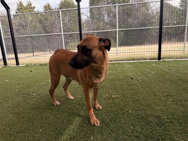 CIELO, Adoptable, Adult Female Belgian Shepherd / Malinois & Mixed Breed.