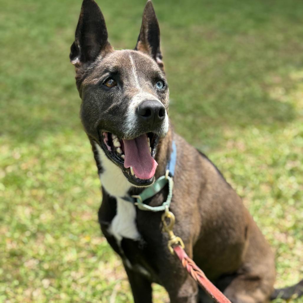 Enlarge Winnie, a Adoptable mixed breed in Peachtree City, GA image 1/2