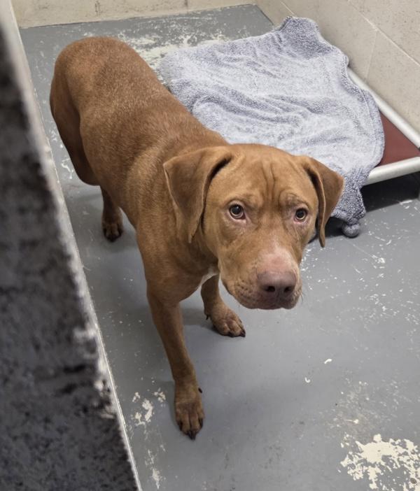 Enlarge Blitzen, a Adoptable mixed breed in Vancouver, WA image 1/1