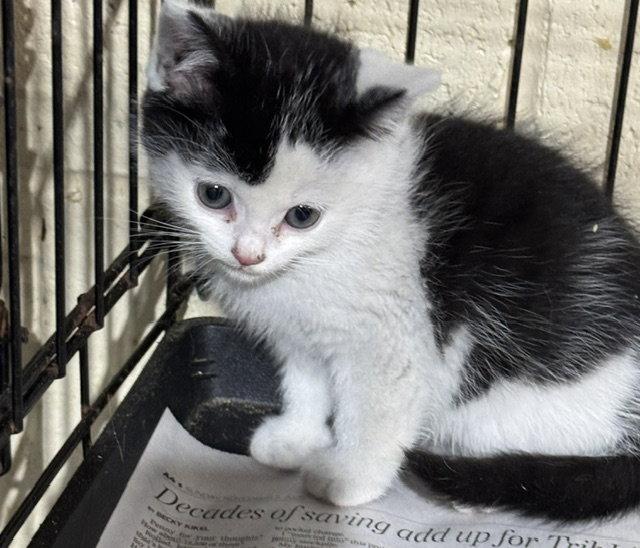 Duncan, Adopted, Young Male Domestic Medium Hair.