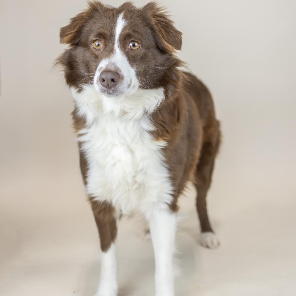 Sheila, adopted, Adult Female Australian Shepherd.