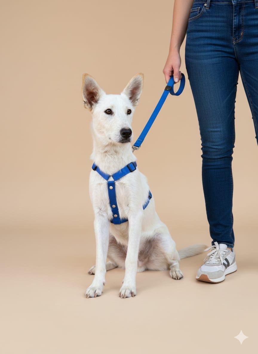 Enlarge Cliff, a Adopted mixed breed in Kelowna, BC image 3/5