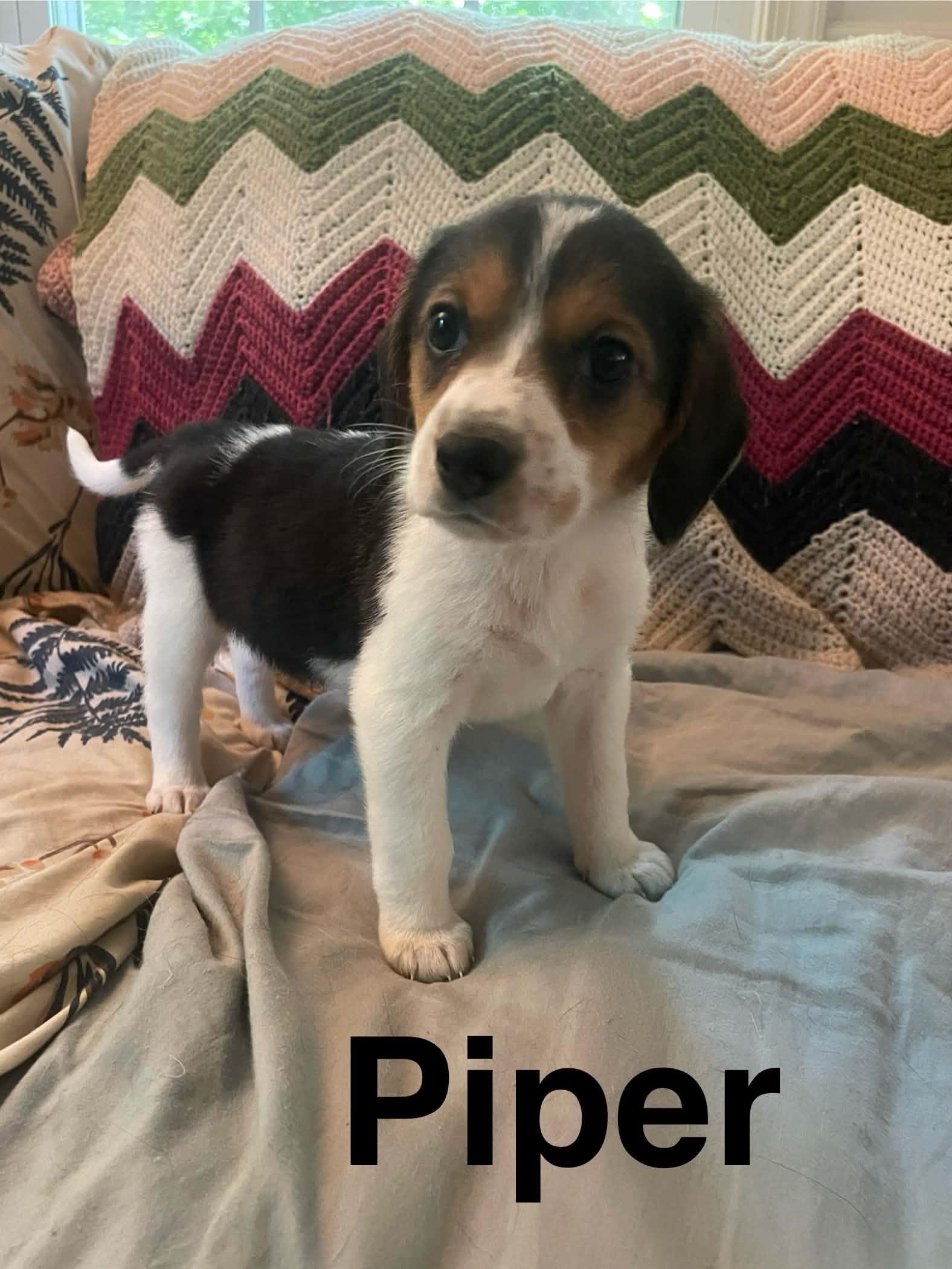 Piper, Adoptable, Puppy Female Beagle & Spaniel.