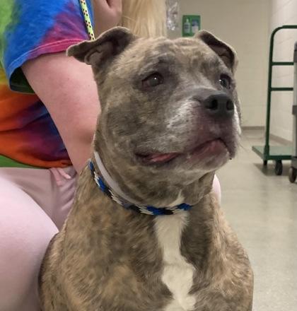 Queen, Adoptable, Senior Female Mixed Breed & Mixed Breed.