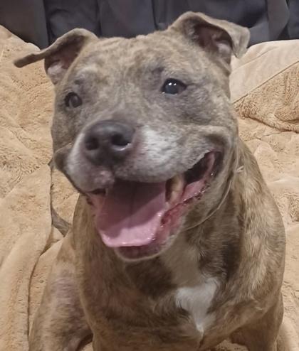 Enlarge Queen, a Adoptable mixed breed in Cincinnati, OH image 2/3