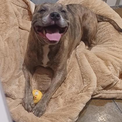 Enlarge Queen, a Adoptable mixed breed in Cincinnati, OH image 3/3