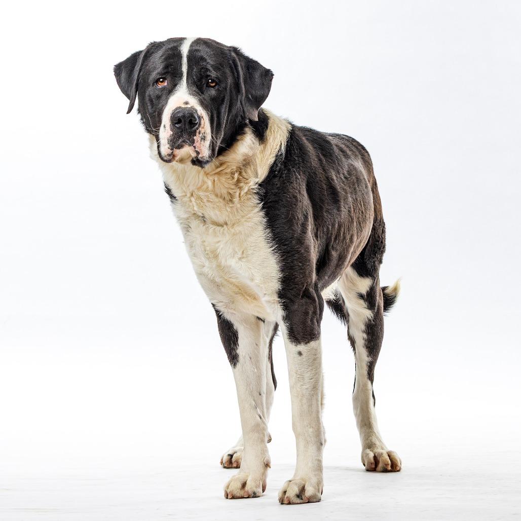 Panda, Adoptable, Adult Male Mastiff & Mixed Breed.