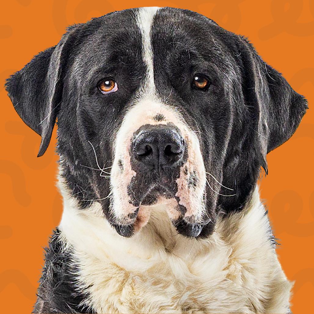 Enlarge Panda, a Adoptable mixed breed in Reno, NV image 2/5