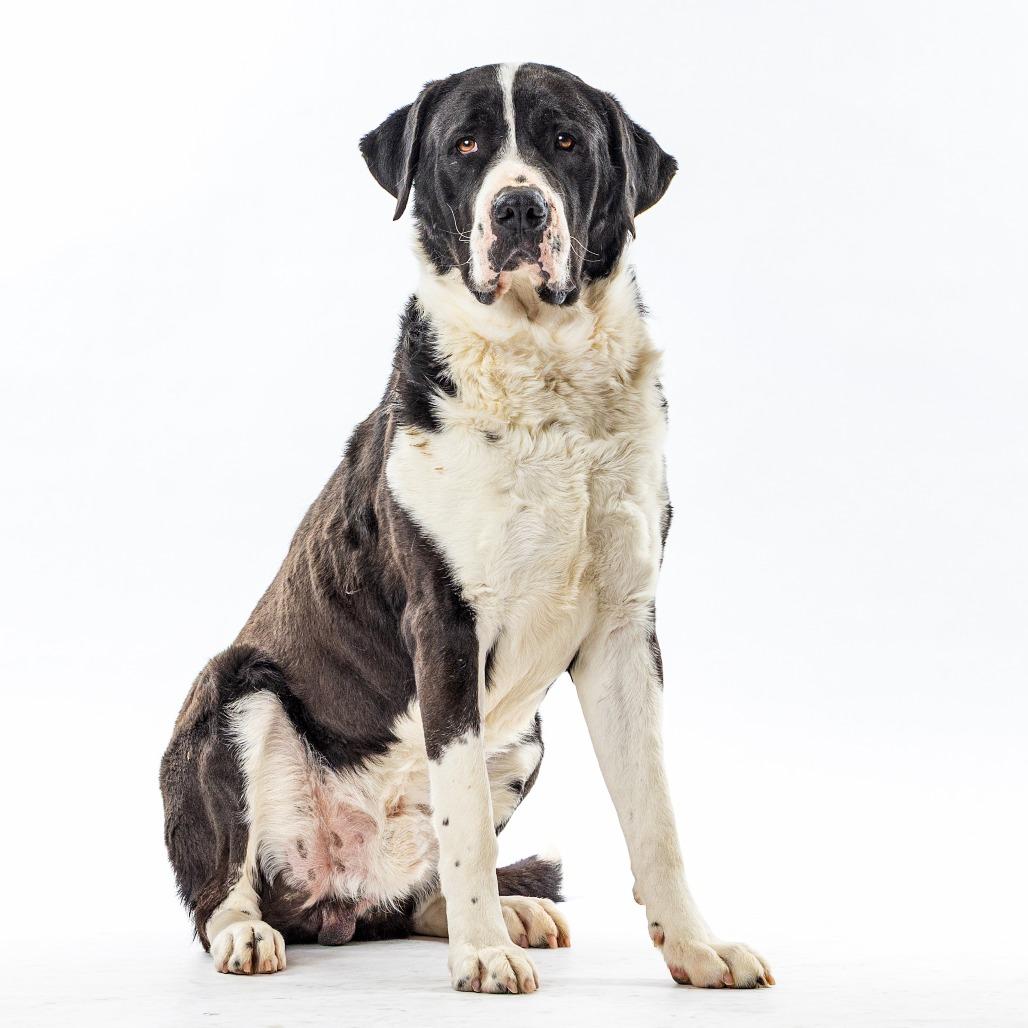 Enlarge Panda, a Adoptable mixed breed in Reno, NV image 3/5