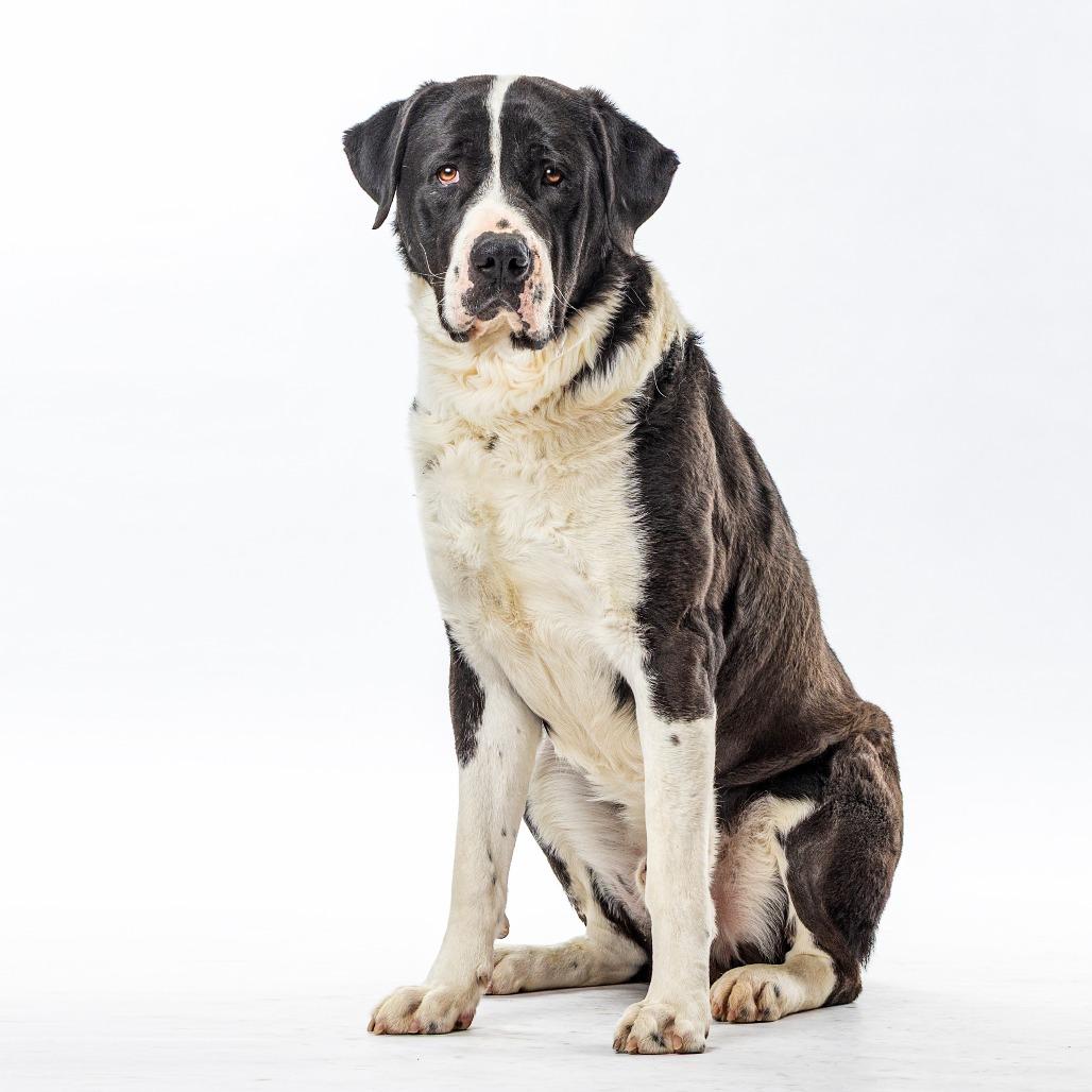 Enlarge Panda, a Adoptable mixed breed in Reno, NV image 4/5