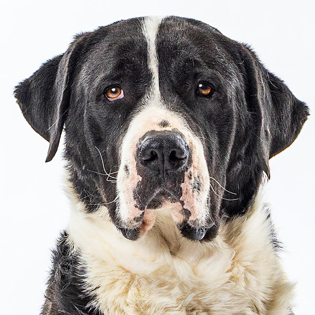 Enlarge Panda, a Adoptable mixed breed in Reno, NV image 5/5