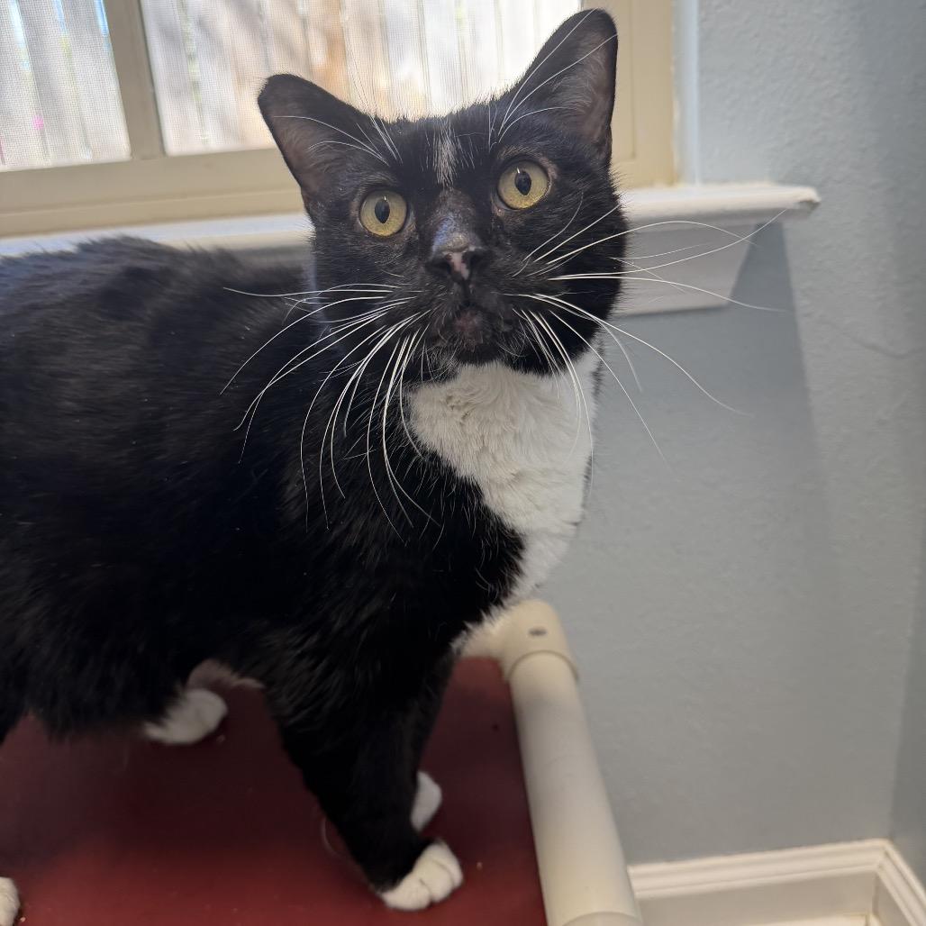 Enlarge Mr. Myagi, a Adoptable Domestic Short Hair in Folsom, LA image 1/2