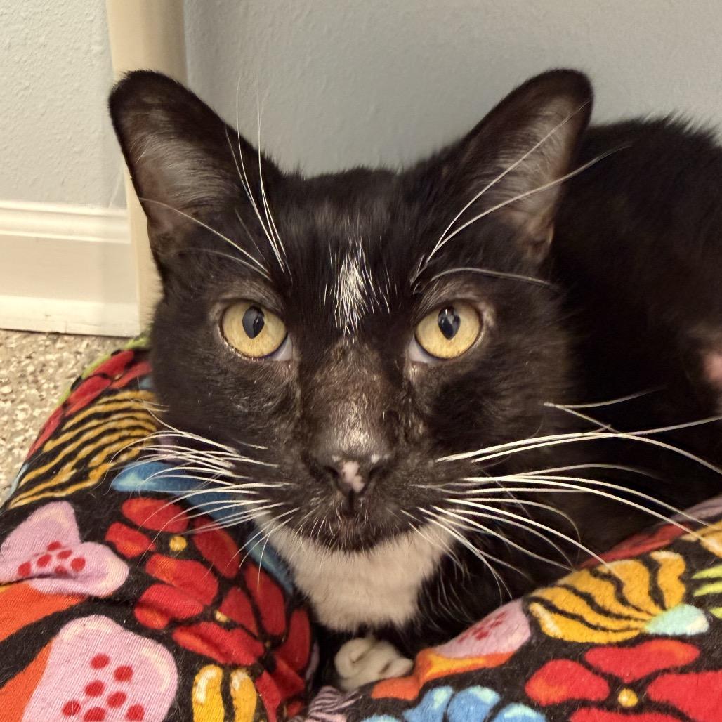 Enlarge Mr. Myagi, a Adoptable Domestic Short Hair in Folsom, LA image 2/2