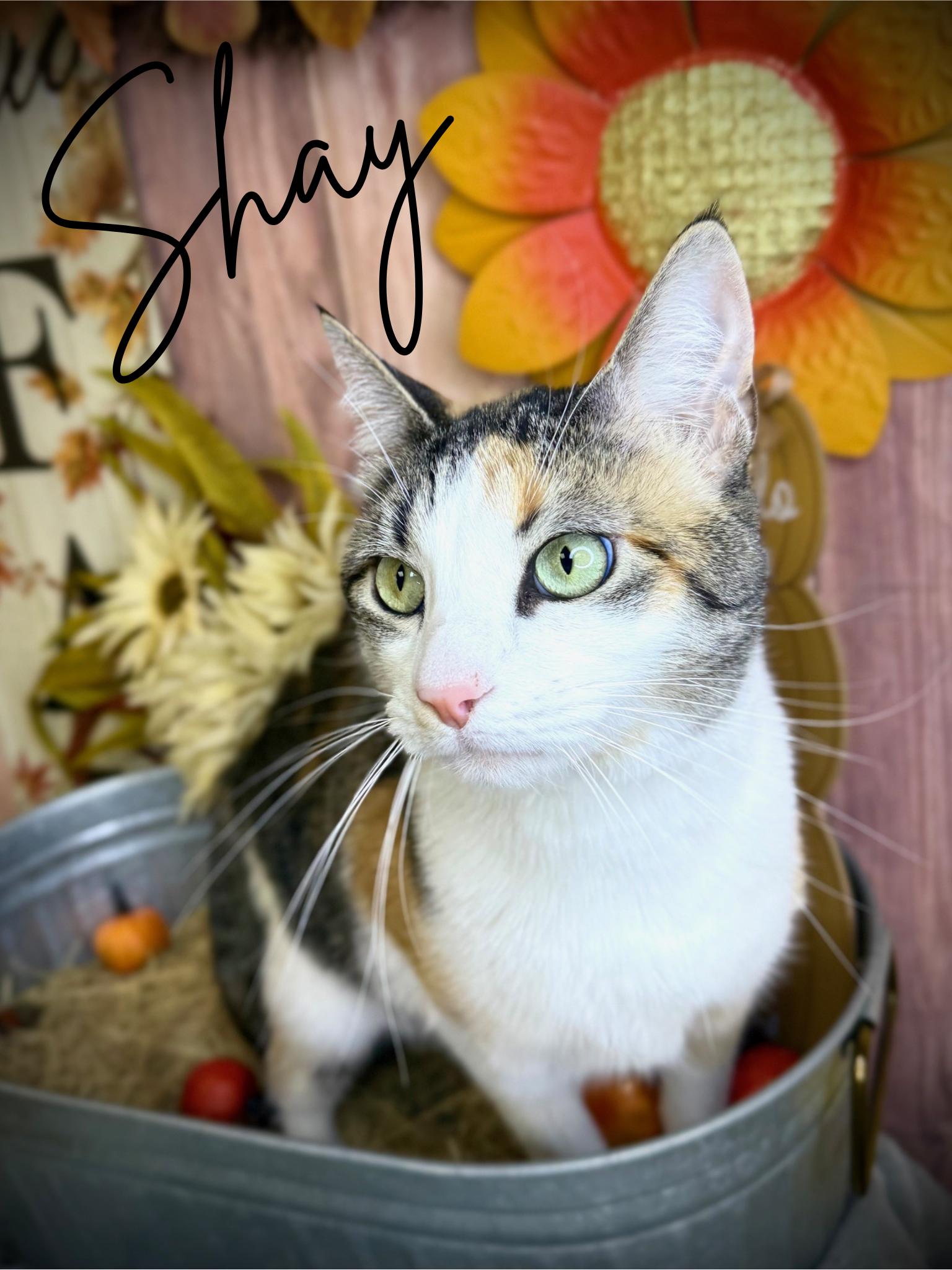 Shay, adoptable, Adult Female Calico.