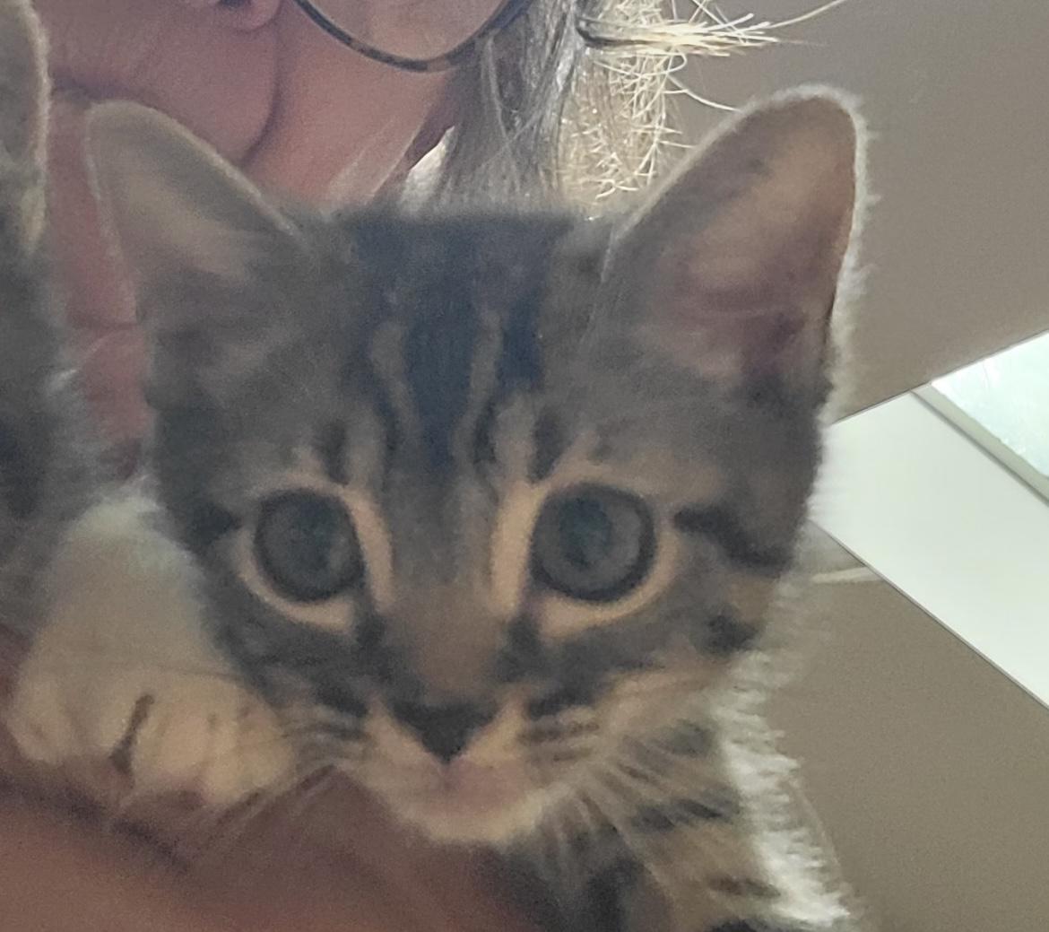 Bob