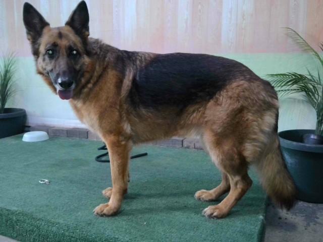 Enlarge MIA, a Adoptable German Shepherd Dog in Baldwin Park, CA image 1/1
