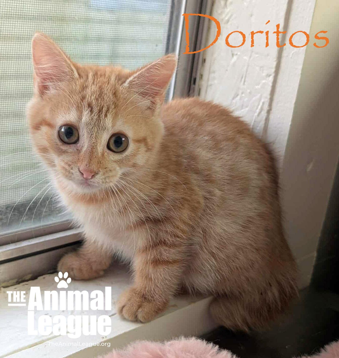 Doritos, Adoptable, Kitten Male Domestic Short Hair.