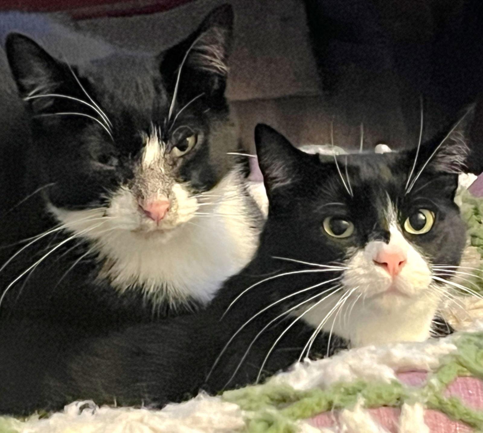 Yang, Adoptable, Young Male Domestic Short Hair & Tuxedo.