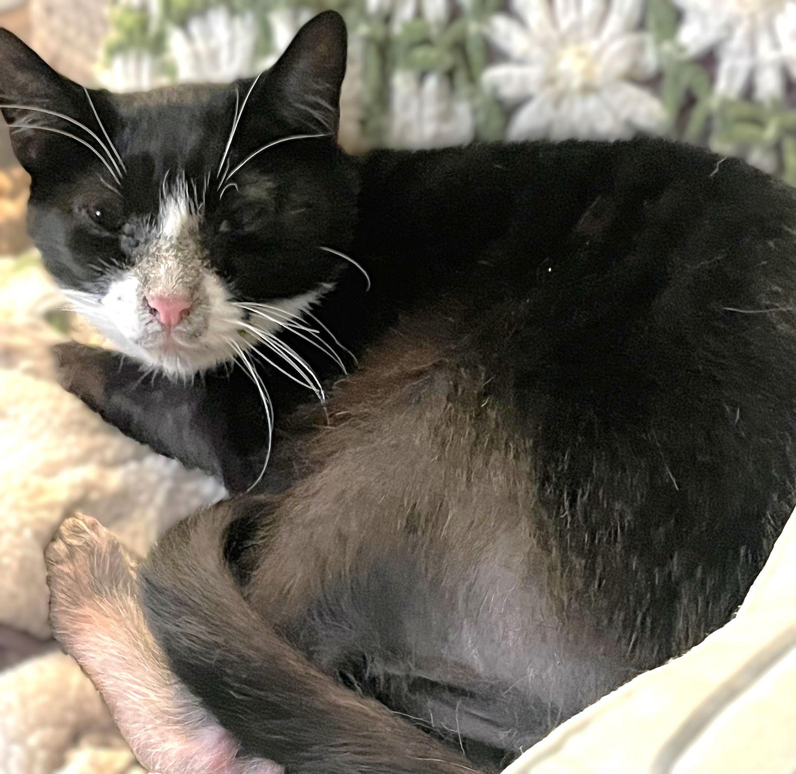 Yang, a Adoptable mixed breed in Springfield, OR image 3/4