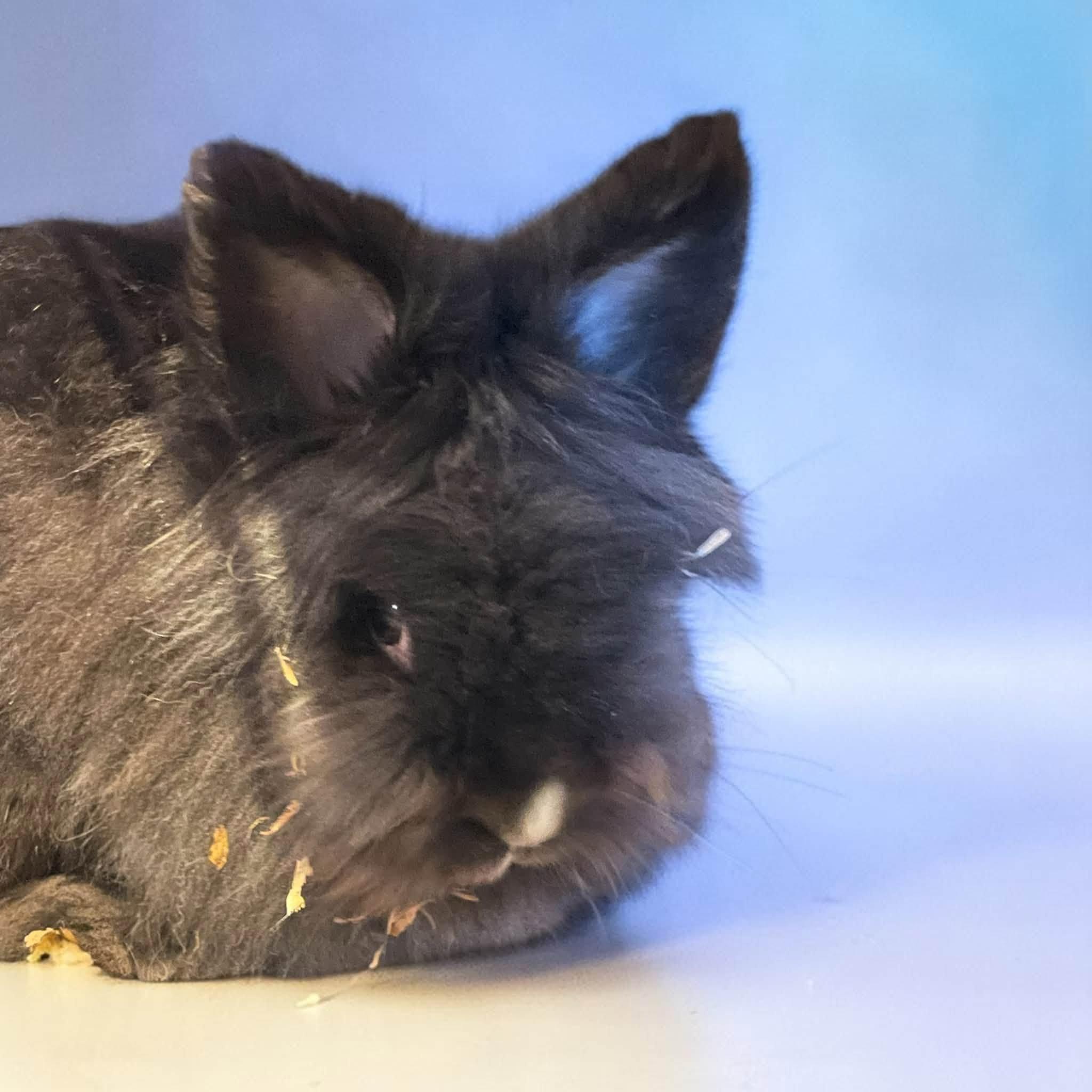 Rabbit - young, litter trained, neutered, Adoptable, Young Male Lionhead.