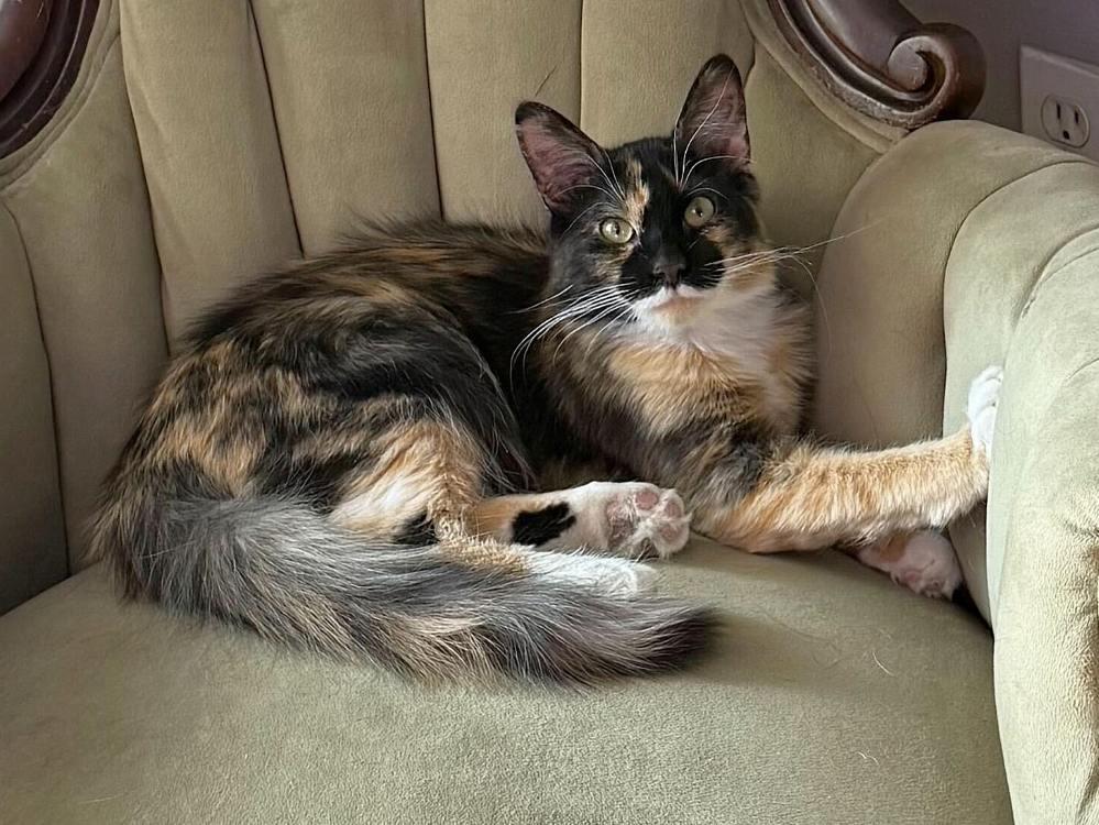 Enlarge Lady Himi, a Adoptable Domestic Medium Hair in Colorado Springs, CO image 1/2