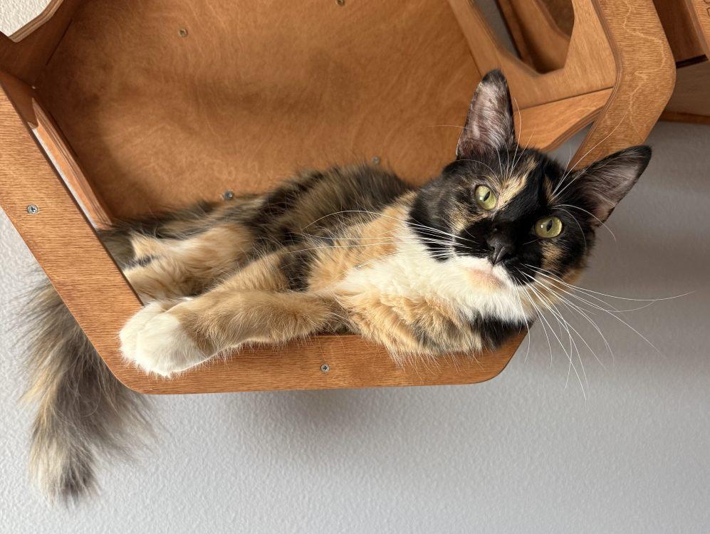 Enlarge Lady Himi, a Adoptable Domestic Medium Hair in Colorado Springs, CO image 2/2
