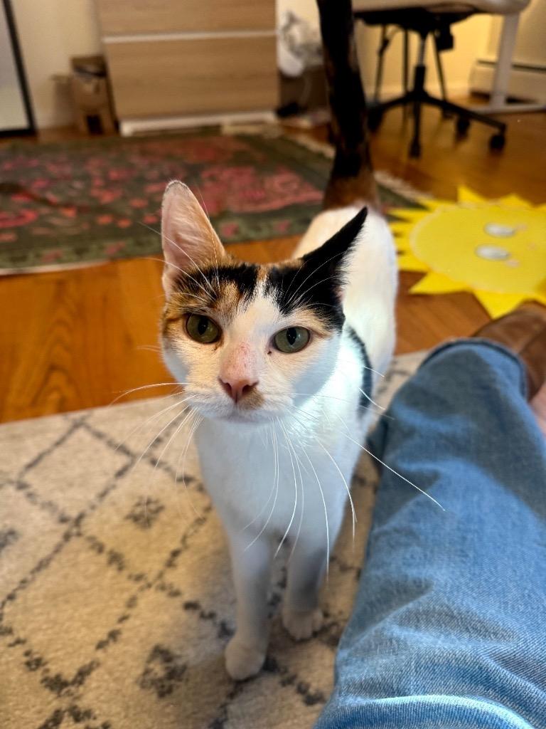 Enlarge Miss Mabel, a Adoptable mixed breed in Pawtucket, RI image 1/1