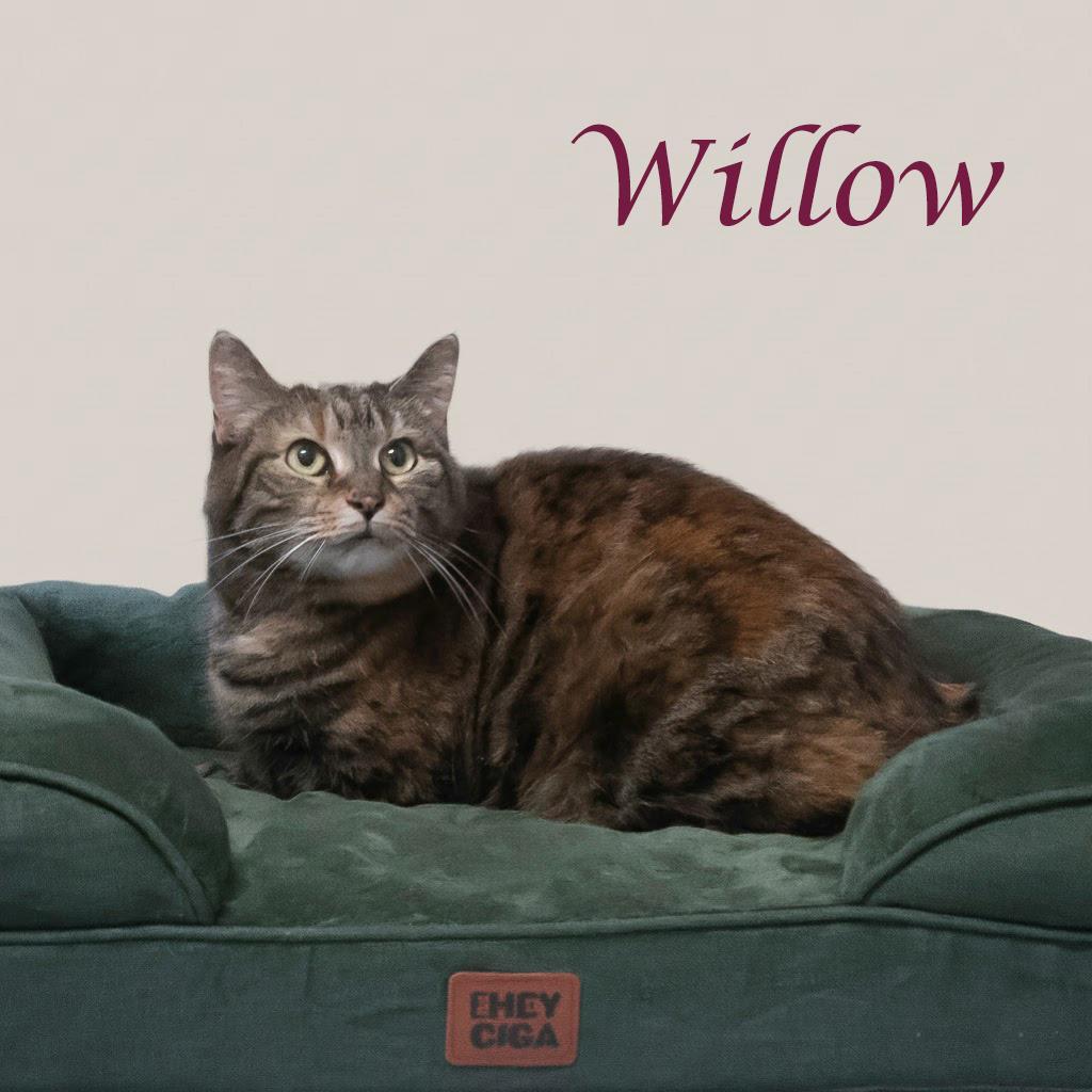 Enlarge Willow C25-358, a Adoptable Domestic Short Hair in Lebanon, TN image 1/3