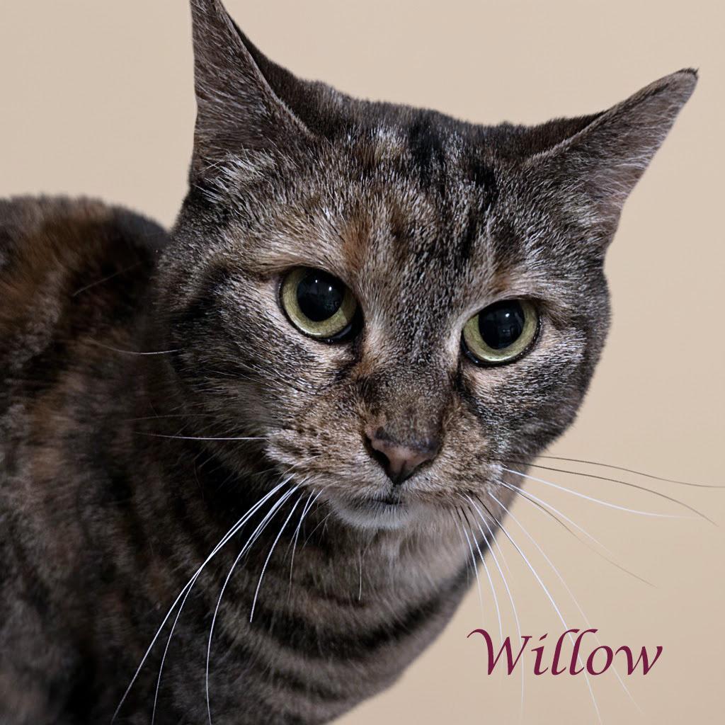 Enlarge Willow C25-358, a Adoptable Domestic Short Hair in Lebanon, TN image 2/3