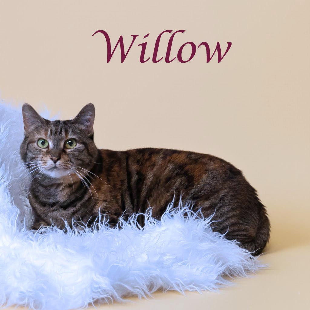 Enlarge Willow C25-358, a Adoptable Domestic Short Hair in Lebanon, TN image 3/3